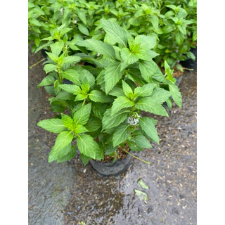 ต้นมินต์-ต้นเปปเปอร์มินต์ (Peppermint) จัดส่งแบบถุงชำ