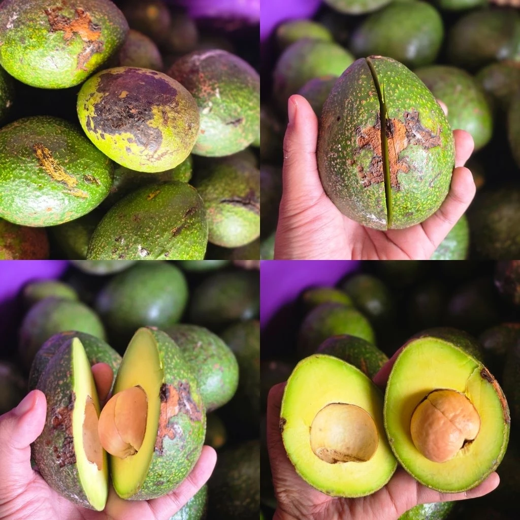 AVOCADO บัคคาเนียลายตำหนิคละไซส์ ***กก.ละ 15 บาท***