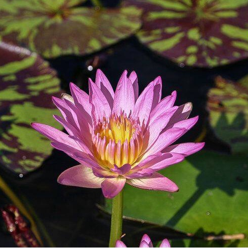 20 เมล็ด ดอกบัว บัวแคระ บัวจิ๋ว Nymphaea Waterlily Lotus Seeds สายพันธุ์ June Allison