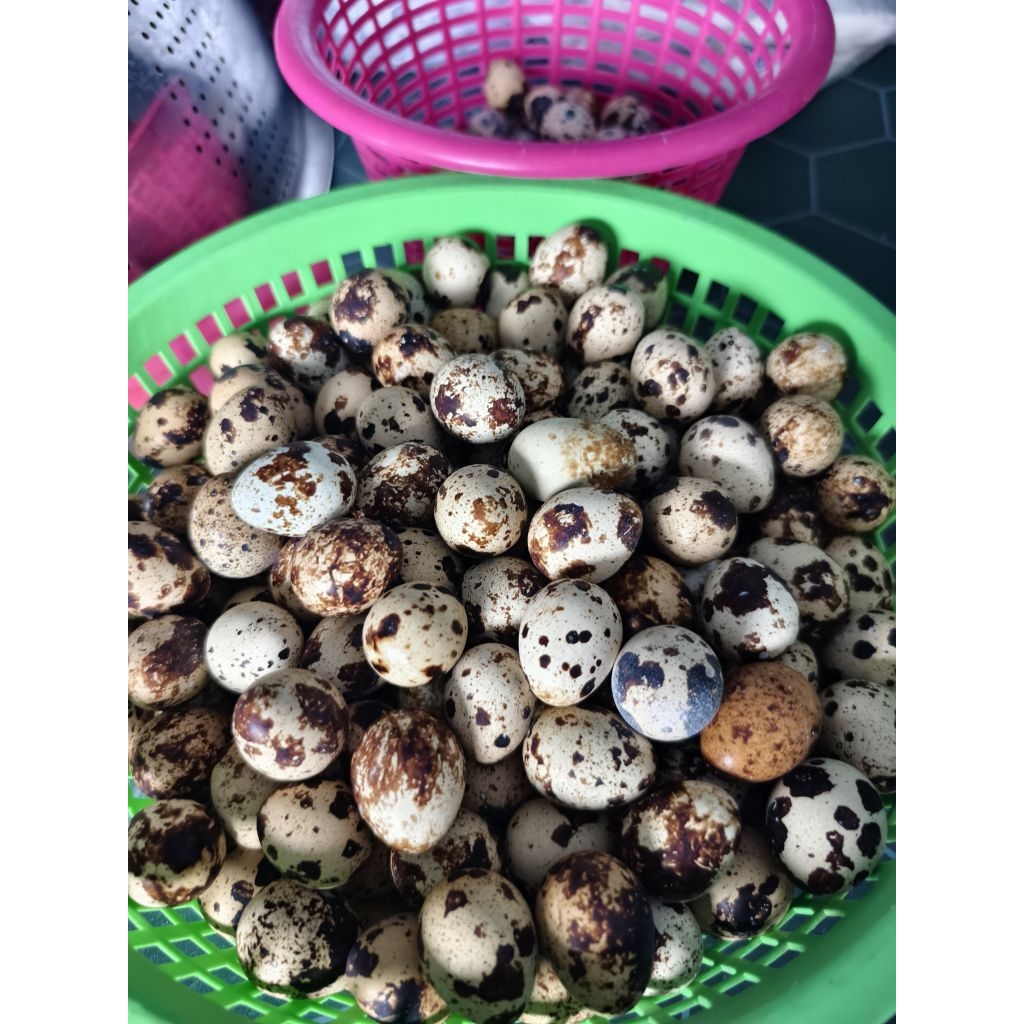ไข่นกกระทาสด 100ฟอง ไข่นกกระทาสดจากฟาร์ม