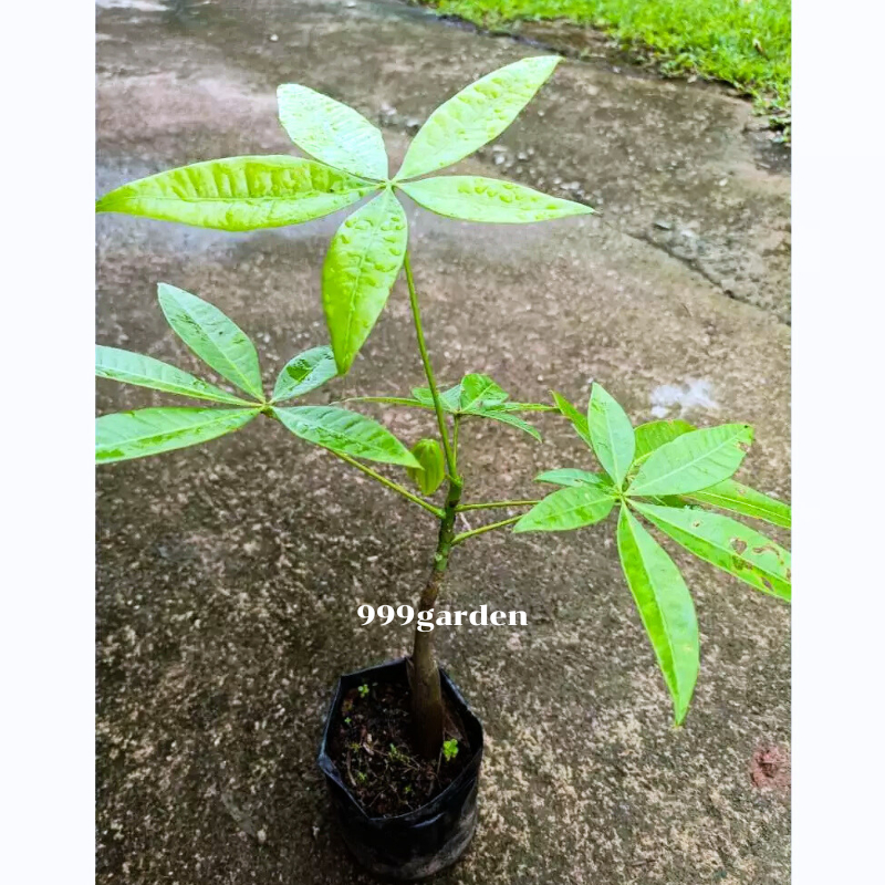 ต้นศุภโชค ไม่ถักเปีย ส่งในถุงดำ ต้นถั่วศุภโชค money tree