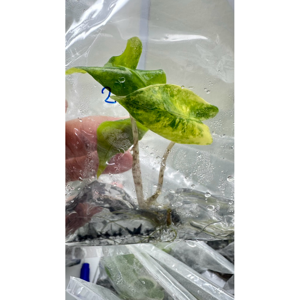 Alocasia zerbrina aurea var. ม้าลายด่างเหลือง ไม้เนื้อเยื่อพร้อมปลูก