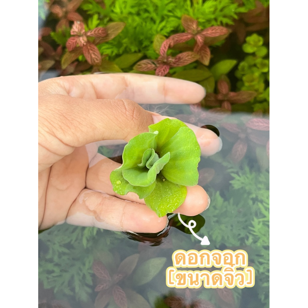 ดอกจอก[ขนาดจิ๋ว]น่ารัก