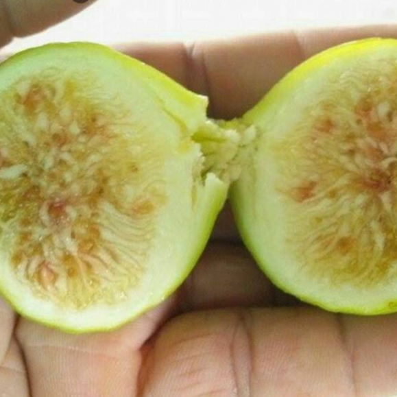 ต้นมะเดื่อฝรั่ง พันธุ์ Kunming (คุณหมิง) กระถาง 6 นิ้ว ลำต้นสูง 30-40 ซม