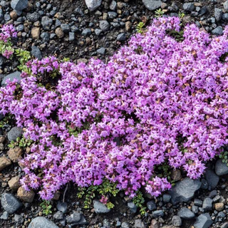 ไทม์เลื้อย thymus serpyllum creeping thyme 100 เมล็ด