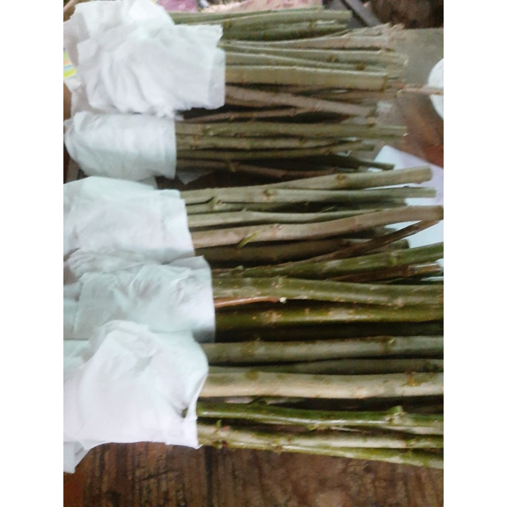 กิ่งพันธุ์หม่อนบุรีรัมย์ 60 ใบใหญ่  ( 15กิ่ง) - รูปที่ 6