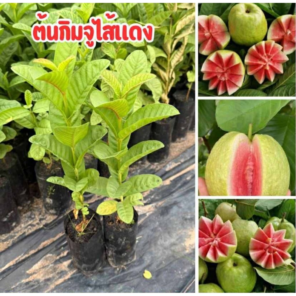 🍈🌱 ต้นฝรั่งกิมจูไส้แดง 🌱🍈🔥 ชุดละ 4 ต้น 80 บาท พร้อมส่ง! 🔥✅ เนื้อแดง หวานกรอบ อร่อยมาก