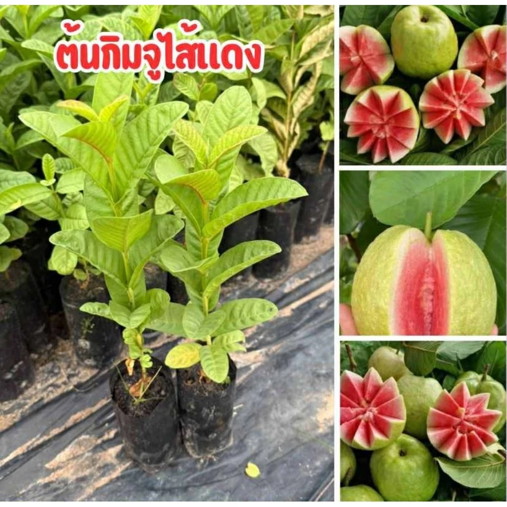 🍈🌱 ต้นฝรั่งกิมจูไส้แดง 🌱🍈🔥 ชุดละ 4 ต้น 80 บาท พร้อมส่ง! 🔥✅ เนื้อแดง หวานกรอบ อร่อยมาก