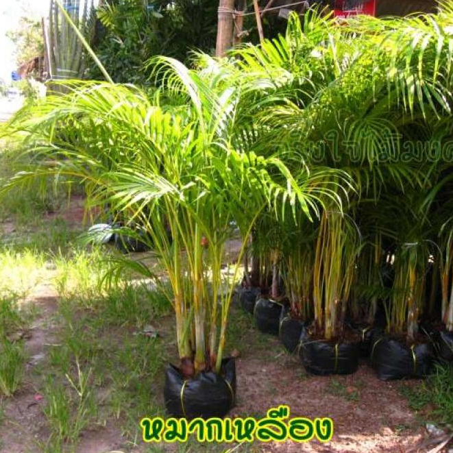 ต้นหมากเหลือง หมากเหลือง Dypsis lutescens ไม้ฟอกอากาศ ลำต้นสูง 80-90 ซม จัดส่งพร้อมถุง 10 นิ้ว