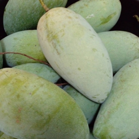 ต้นมะม่วง พันธุ์ น้ำดอกไม้มัน (Nam Dok Mai Man) ทาบกิ่ง จัดส่งพร้อมถุงชำ 6 นิ้ว ลำต้นสูง 70-80 ซม