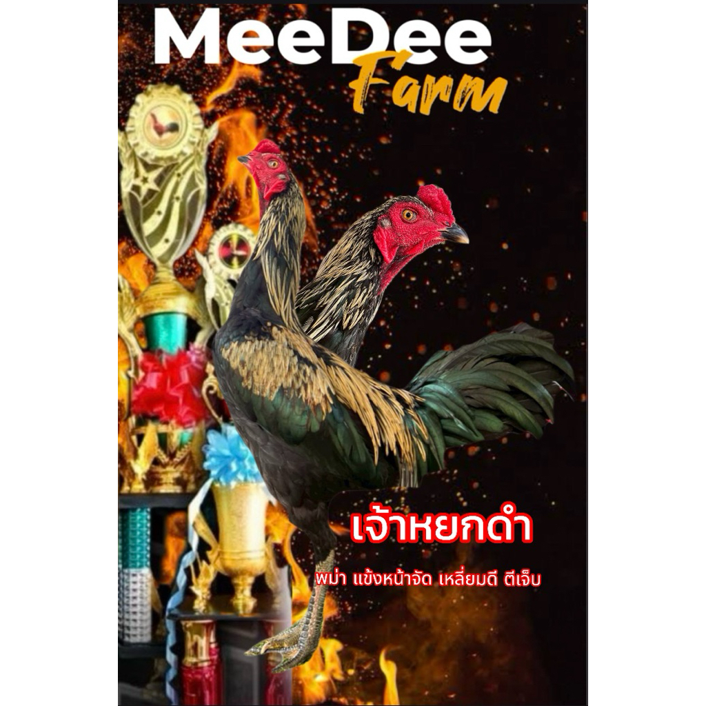 ไข่เชื้อไก่ชนพม่า เจ้าหยกดำ ชั้นหลานปลาเงิน ตีเจ็บสุดๆ