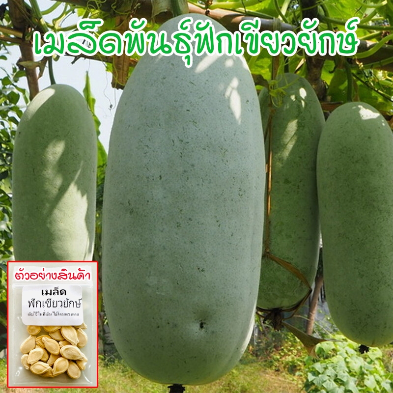[10แถม1คละได้] ฟักเขียว ฟักเขียวใหญ่ เมล็ดพันธุ์ 9-20 เมล็ด มีคู่มือการปลูก