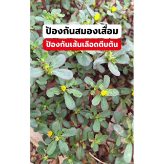 ผักเบี้ยใหญ่ ขนาด 100 กรัม