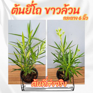 ต้นยี่โถดอกสีขาวล้วน กระถาง 6 นิ้ว(ส่งพร้อมกระถาง)