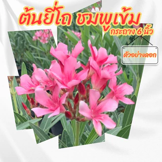 ต้นยี่โถสีชมพู ชมพูเข้ม ไม้ดอกทนแดด ออกดอกทั้งปี ขนาดกระถาง 6 นิ้ว