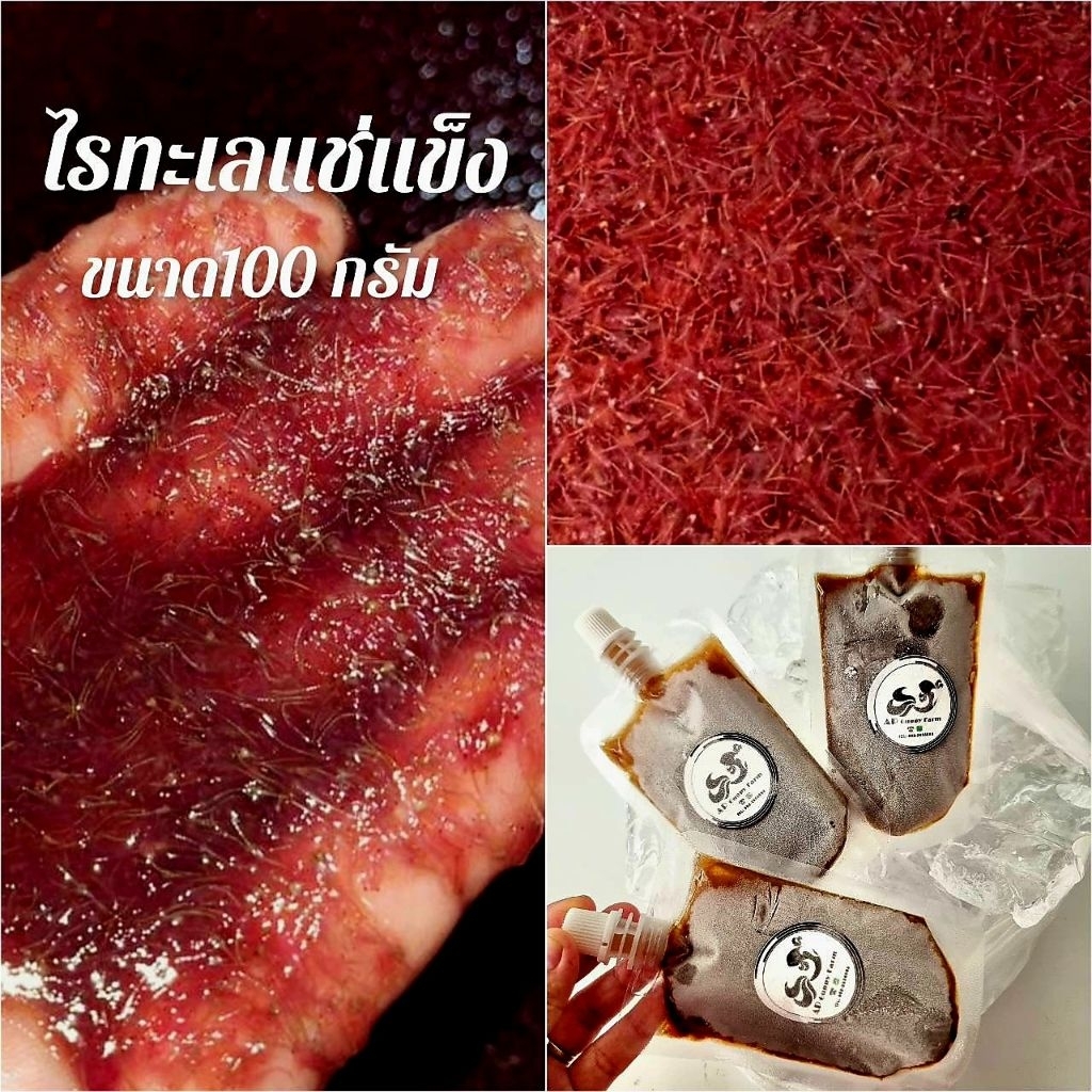 อาหารปลาไรทะเลฟรีช ไรทะเลแช่แข็ง อาหารปลาโปรตีนสูง ขนาด 100 กรัม