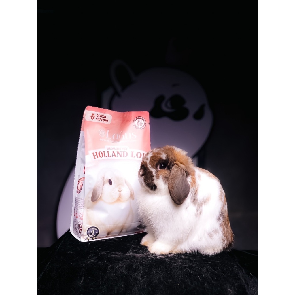 LaGus สูตรสำหรับ Holland Lop