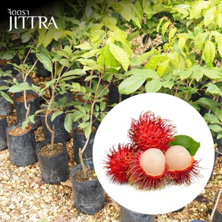 จิตตรา ต้นพันธุ์เงาะโรงเรียน ติดตาสูง 60-80 ซม. โตไวให้ผลเร็…