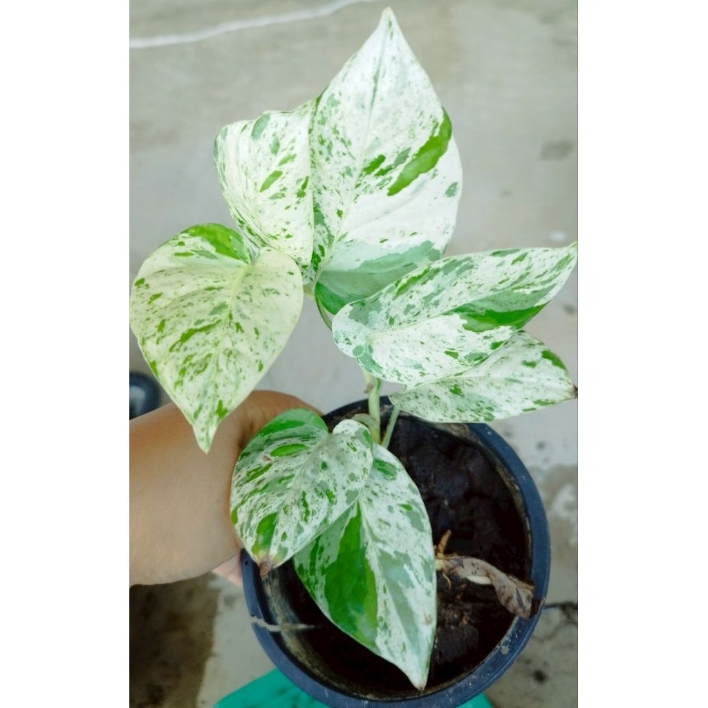 อิพิ มาเบิ้ล epi pinnatum marble กระถาง 5 นิ้วลายสวยมาก