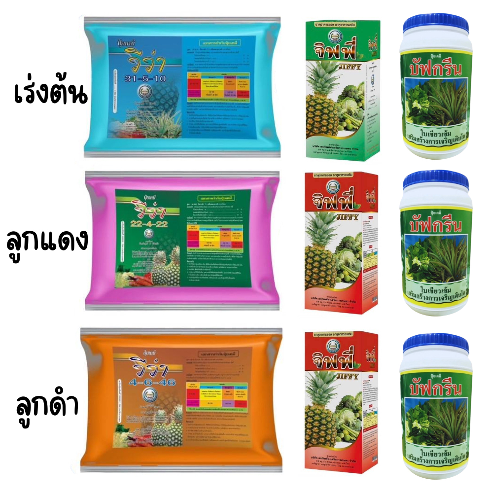ปุ๋ยฉีดสับปะรด จิฟฟี่วีว่า ตราหวีทอง จัดชุดพร้อมใช้ 3 ช่วงการใช้สำหรับสับปะรด