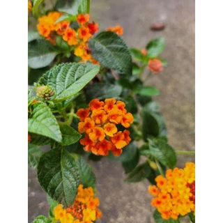 (จัดส่ง 1-2 วัน) ต้นผกากรอง กระถาง 5.5 นิ้ว