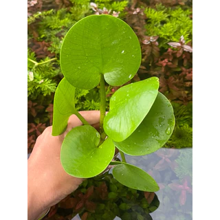 บัวญี่ปุ่น(แบบกระถาง)