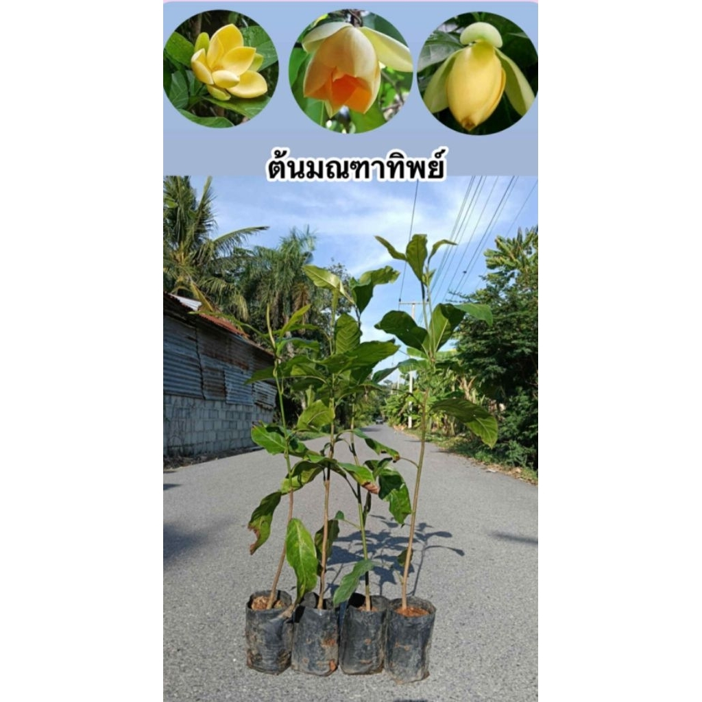 ต้นมณฑาทิพย์  กิ่งชำ ไม้มงคล ดอกมีกลิ่นหอม ต้นแข็งแรงพร้อมปลูก