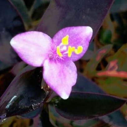 หัวใจสีม่วง (ชุด20กิ่ง) หัวใจราหู ว่านกาบหอย(Purple Heart) ✨️แถมทุกออเดอร์