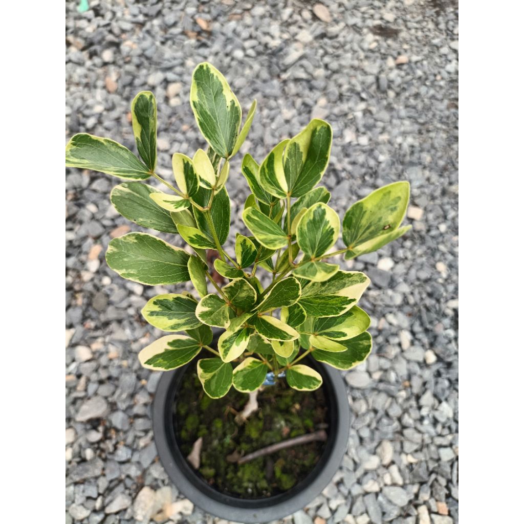 แก้วเจ้าจอมด่าง ชนิด10ใบ (Guaiacum officinale Variegated)