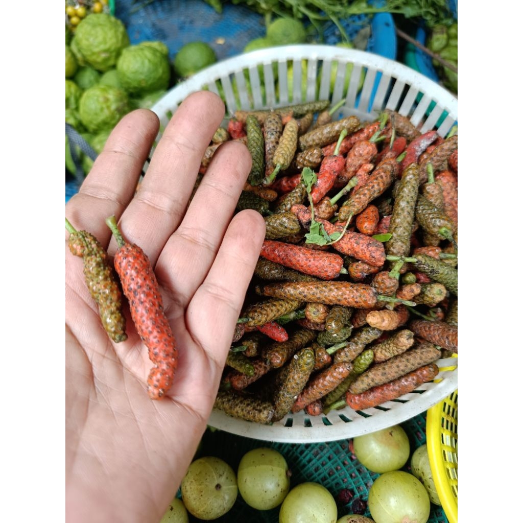 ดีปลีดิบ100gm./ดีปลีแห้ง50gm.