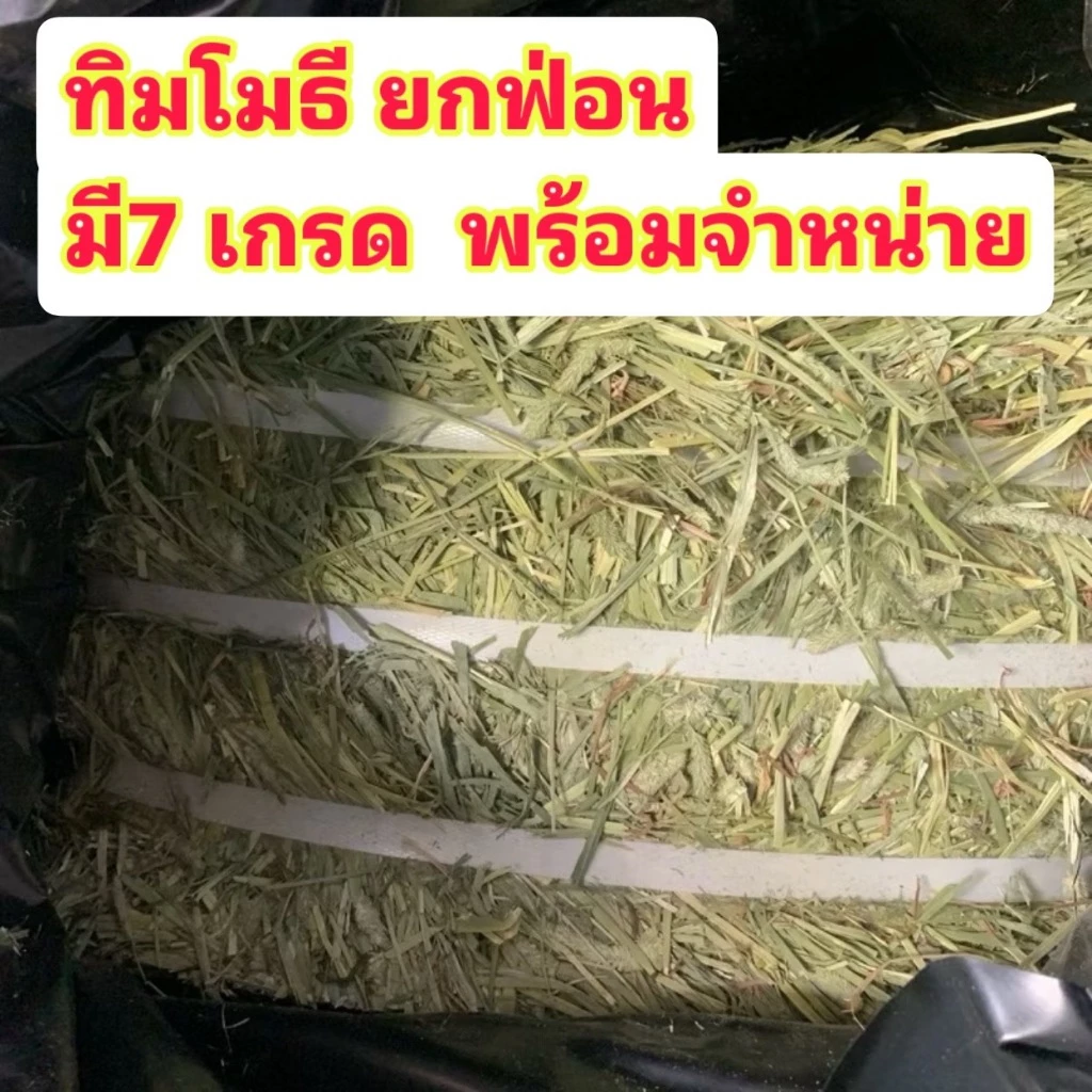 🐰หญ้ากระต่ายทิมโมธียกฟ่อน มีทั้งหมด 7เกรด เลือกซื้อได้ตามความต้องการนะคะ