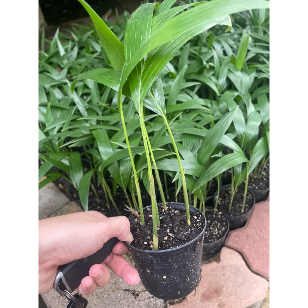 ต้นหมากนวล/หมากประดับ/กล้าหมากนวลเพาะเมล็ด