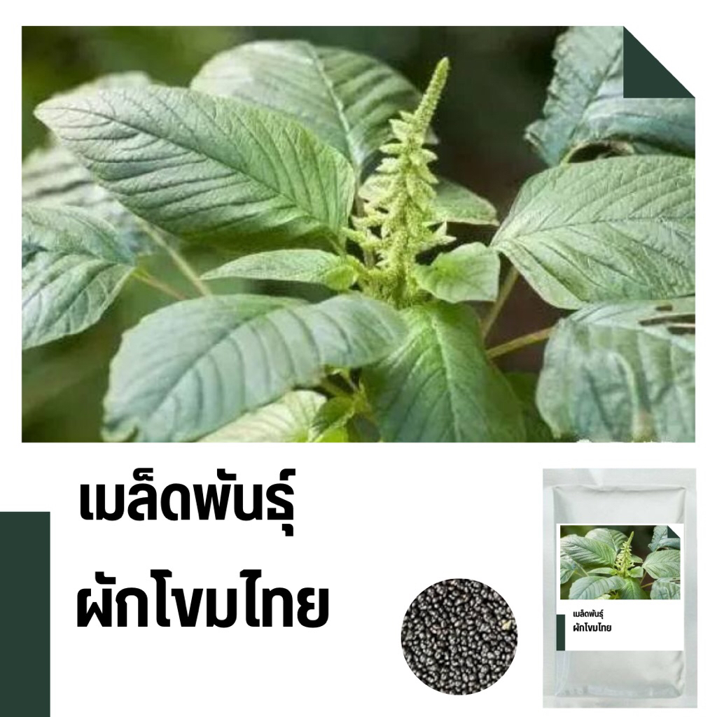เมล็ดพันธุ์ผักโขมไทย บรรจุ 1,000 เมล็ด เก็บใหม่ต่อออเดอร์ งอกดี