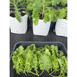 ผักเคลสด ใบหยิก คะน้าเคล Kale ตัดสดทุกวัน สามารถนำไปประกอบอาหาร รับประทานได้