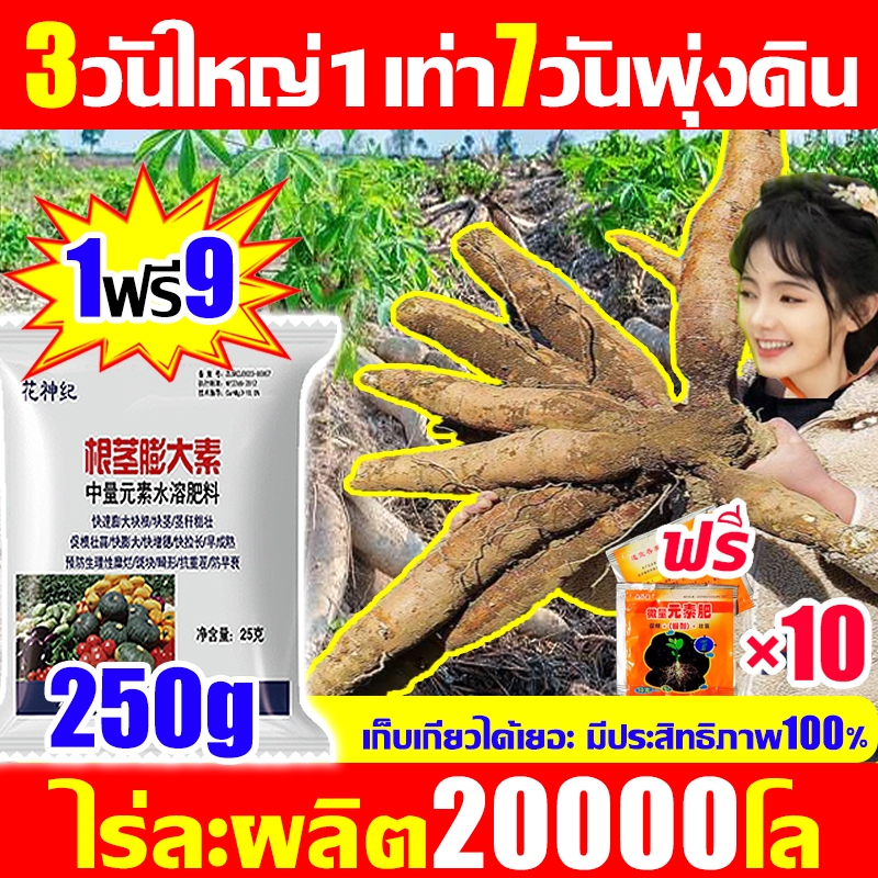 ไรละผลิต20000โล!ปุ๋ยมันสําปะหลัง ฮอร์โมนมันสำปะหลัง ปุ๋ยเร่งหัวมัน ฮอร์โมนระเบิดหัว ผลผลิตเพิ่มขึ้น50เท่า มันสําปะหลัง