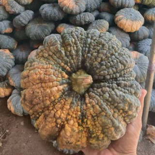 เมล็ดพันธุ์ ฟักทองศรีธนนชัย (ถุงใหญ่)