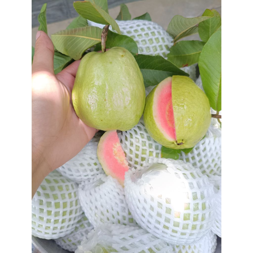 ฝรั่งหงเป่าสือ เก็บสดๆจัดส่งทุกวันจร้าขนาด 3-4ลูกโล  “หงเป่าสือ” เป็นฝรั่งไส้แดง ที่มีถิ่นกำเนิดมาจากไต้หวัน มีลักษณะผล