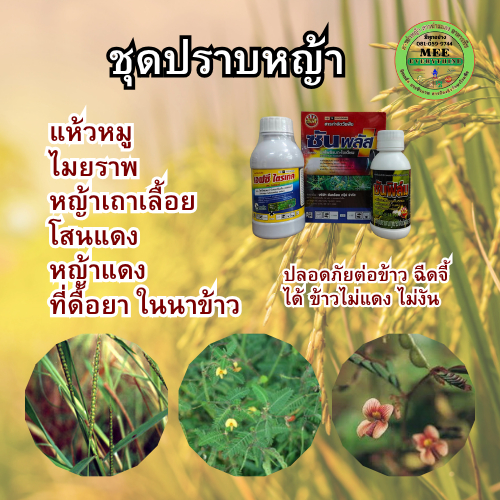 ปราบหญ้าในนาข้าว ใบแคบ ใบกว้าง เถาเลื้อย โสนหิน หญ้าแดง แห้วหมู ไมยราบ กก หนวดปลาดุก ข้าวอายุ 20-30 วันขึ้น
