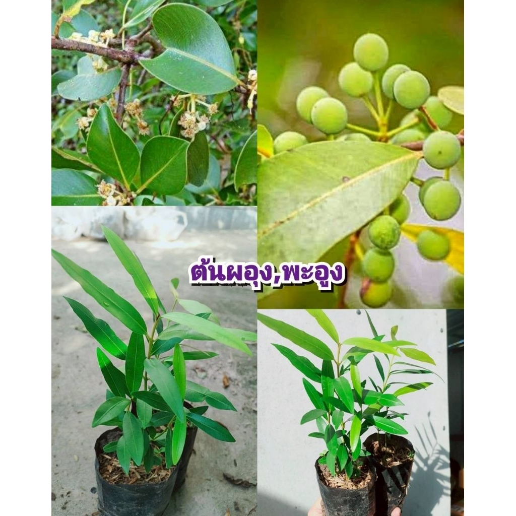ต้นผอุง ,ผะอูง ผลไม้ป่าโบราญหายาก  ผลทานได้ ต้นเพาะเมล็ดเเข็งเเรงพร้อมปลูก สินค้าเสียหายยินดีเคลมฟรี