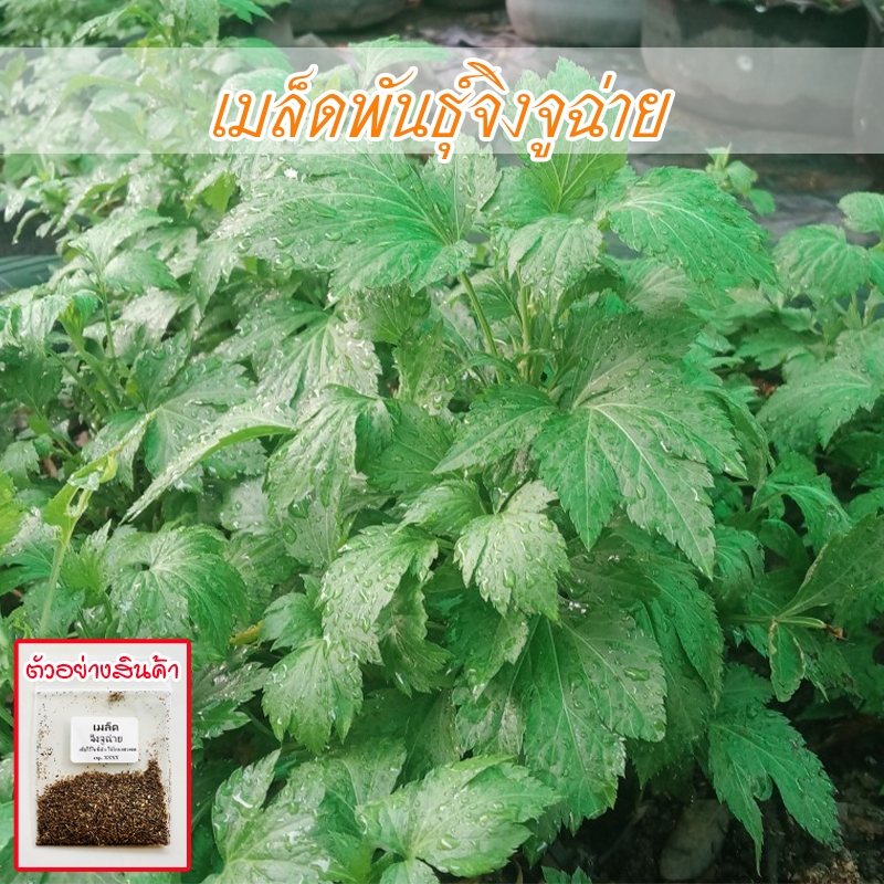 จิงจูฉ่ายเมล็ดพันธุ์ 90-200 เมล็ด ปลูกง่าย โตไว แม้ในกระถางหรือแปลงเล็ก ปลูกง่ายในพื้นที่จำกัด ชอบแดด (10แถม1)