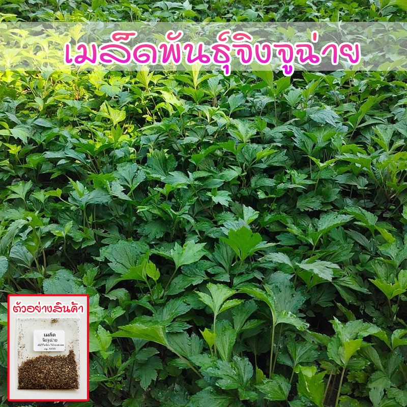 เมล็ดพันธุ์จิงจูฉ่าย 90-200 เมล็ด งอกดี โตไว ดูแลง่าย ปลูกได้ทุกฤดู  ชอบแดดเต็มวัน รดน้ำสม่ำเสมอ (ซื้อ10แถม1)