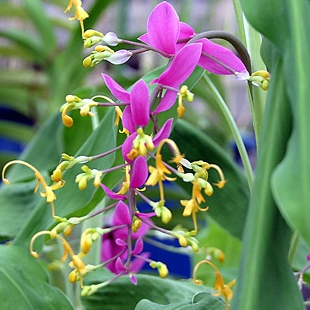 2 เหง้า ว่านเข้าพรรษา พญาหงส์เหิน ดอกสีม่วง Curcuma supraneeana ดอกเข้าพรรษา