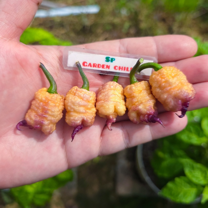 🌶พริกแคโรไลน่า รีพเปอร์ สีชมพู (Carolina Reaper Pink)สายพันธุ์นำเข้า