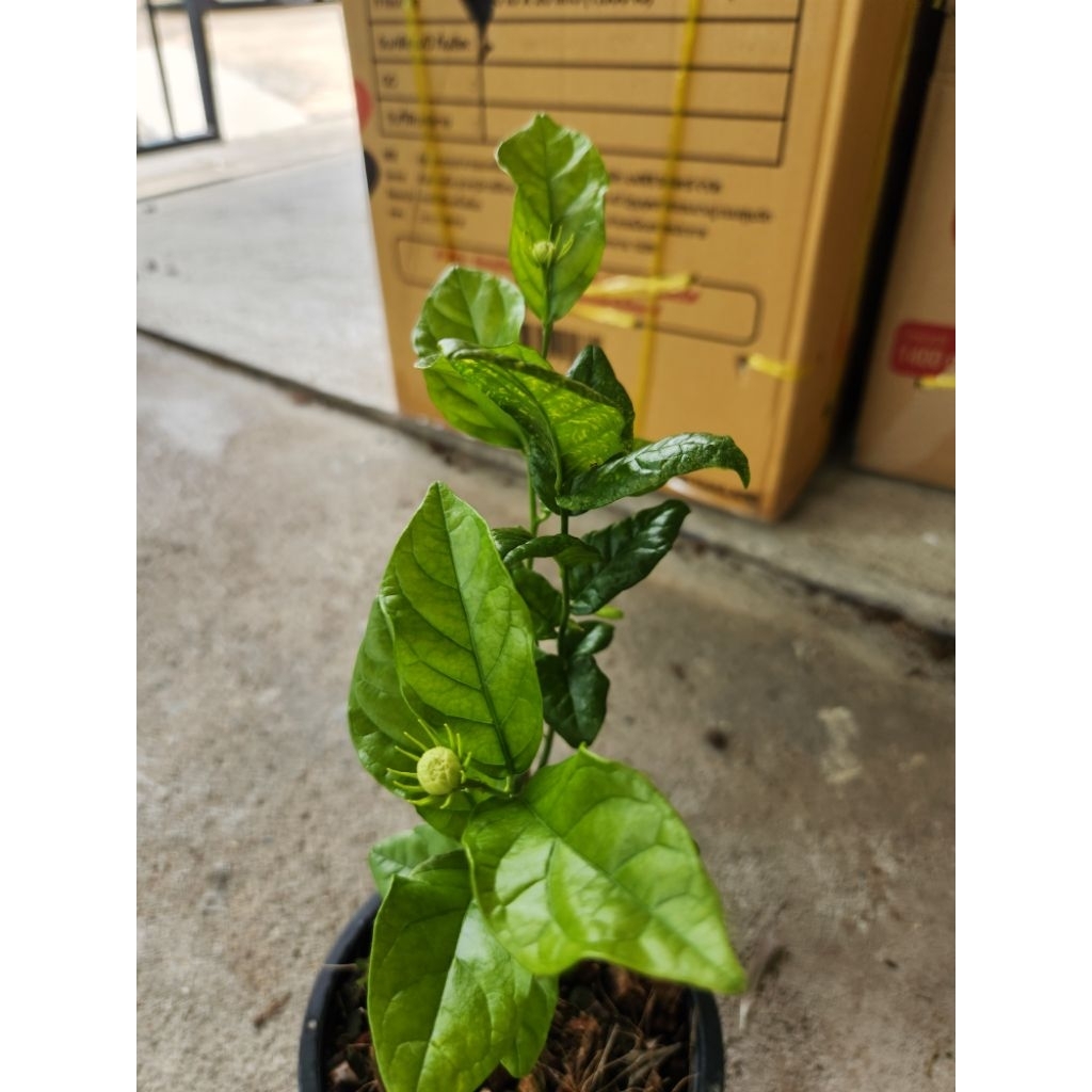 มะลิซ้อน กระถาง 5.5 นิ้ว (ติดดอก)