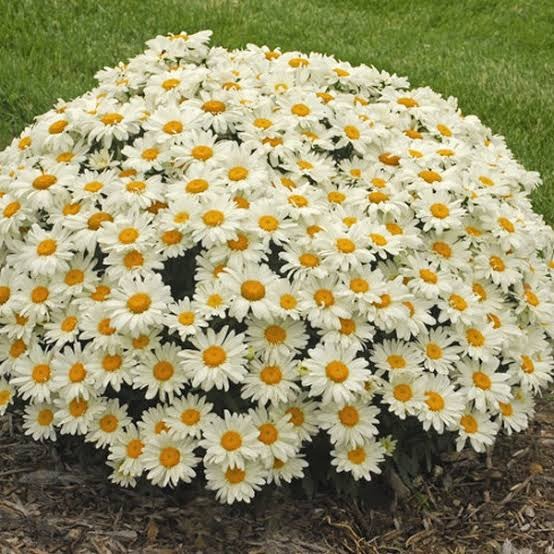 เมล็ดพันธุ์ ดอกเดซี่ สีขาว 1000 เมล็ด Silver Princess Shasta Daisy Flower  Seed เมล็ดพันธุ์แท้100% นำเข้าจากต่างประเทศ