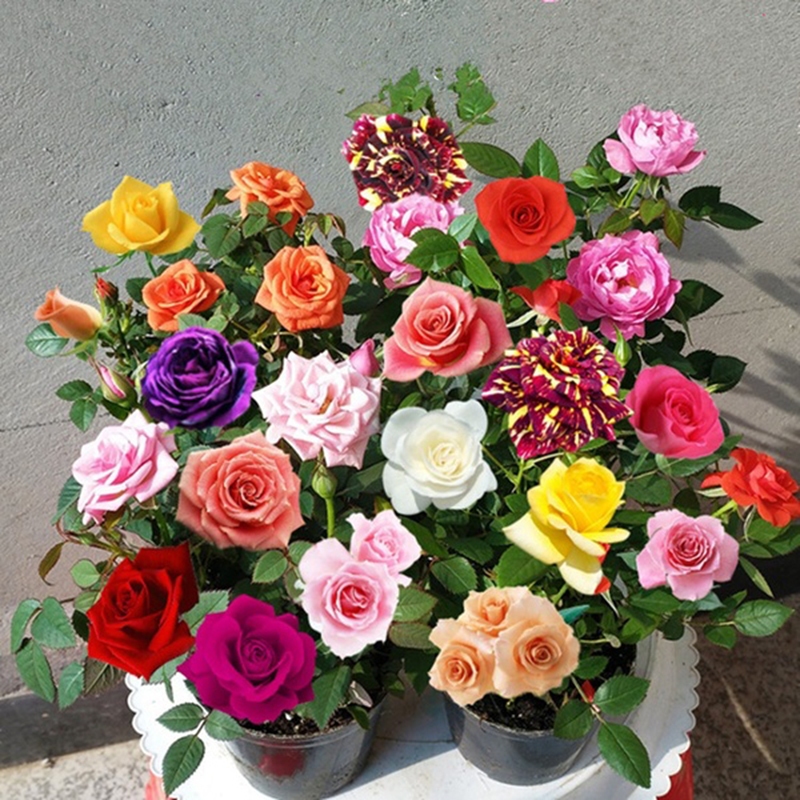 100seeds Rainbow Rose Seeds for Planting Flowers Bonsai Flower Seeds for Balcony Potted Live Multico