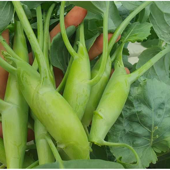 คะน้าเห็ดหอมเมล็ดพันธุ์ 90-200 เมล็ดใบเขียวเข้ม ลำต้นอวบ กรอบ หวาน ปลูกง่าย ทนร้อน  [10 แถม 1 คละได้]
