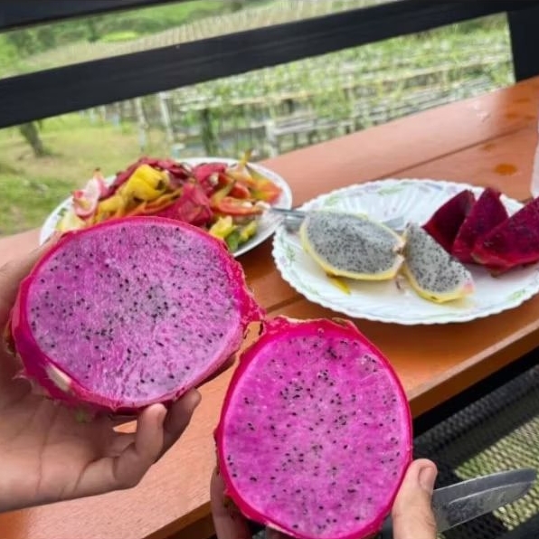 กิ่งพันธุ์แก้วมังกร สีขาว สีเหลือง สีแดง สีดำ สีชมพู