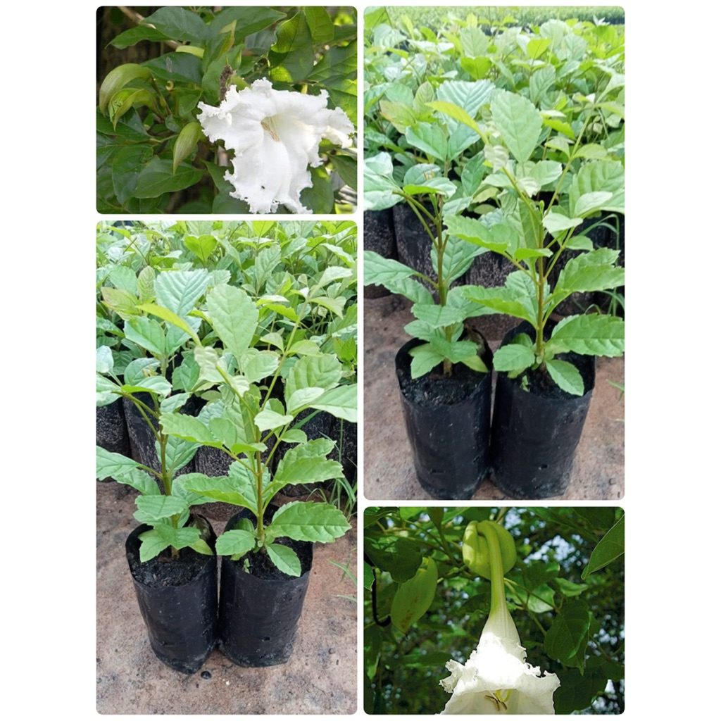 🌿ต้นแคนาเพราะเมล็ด🌿 ซื้อ 1 ต้น แถมฟรี 1 ต้น