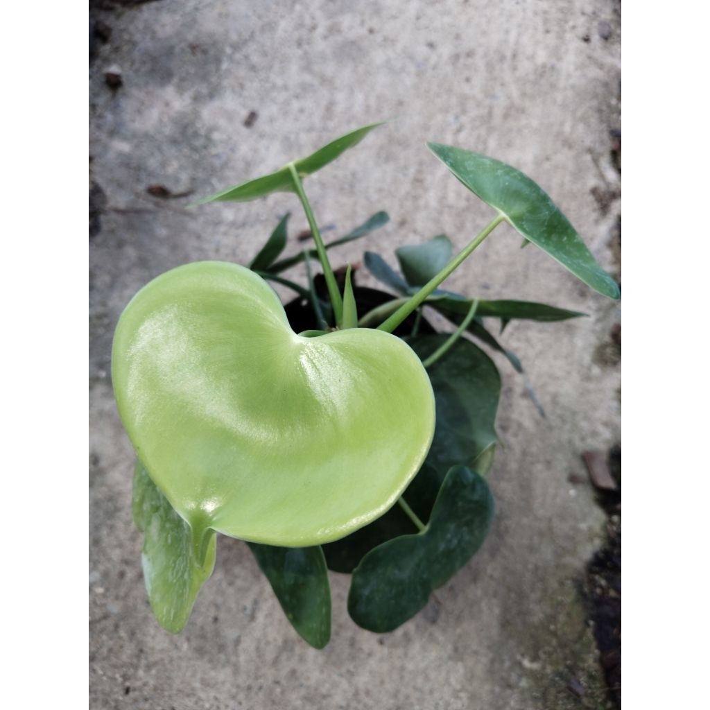 ฟิโลเดนดรอน กราเซียเล่ Philodendron grazielae ฟิโลเดนดรอน ใบหัวใจ